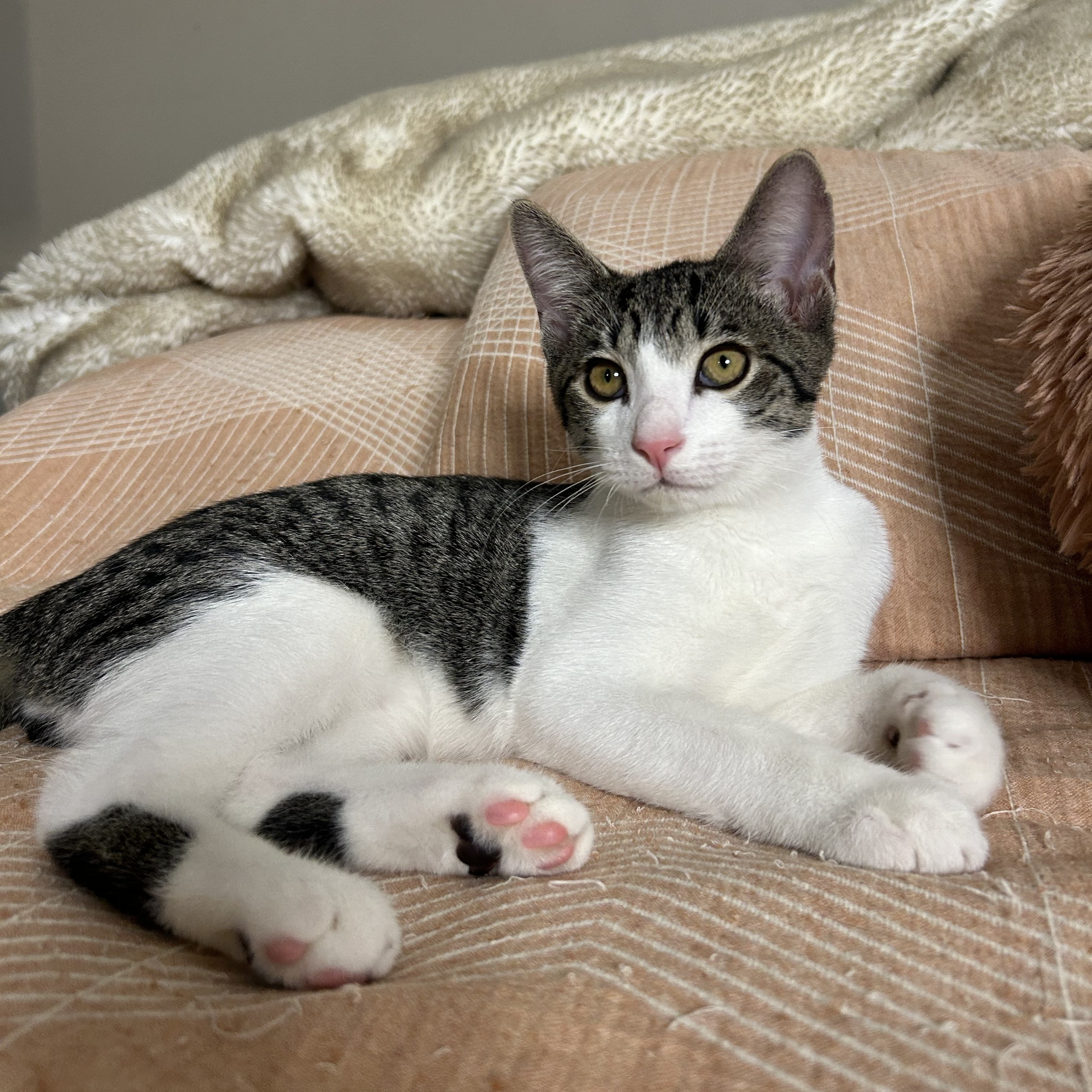 Finn, a Adoptable mixed breed in Atlanta, GA image 3/6