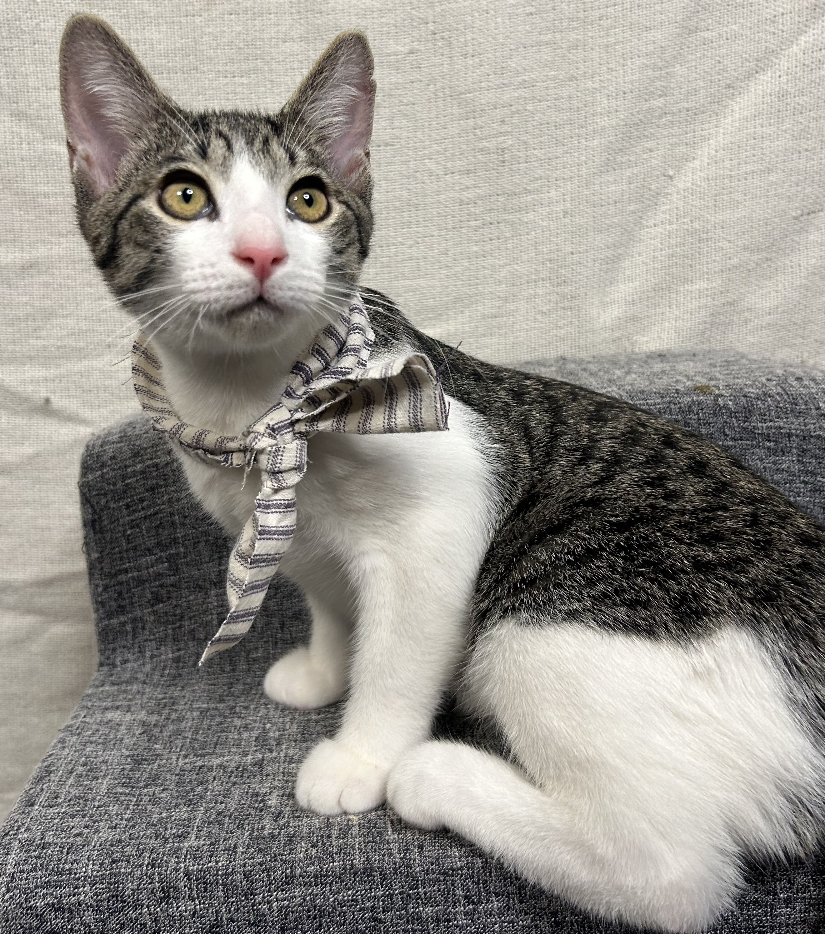 Finn, a Adoptable mixed breed in Atlanta, GA image 4/6