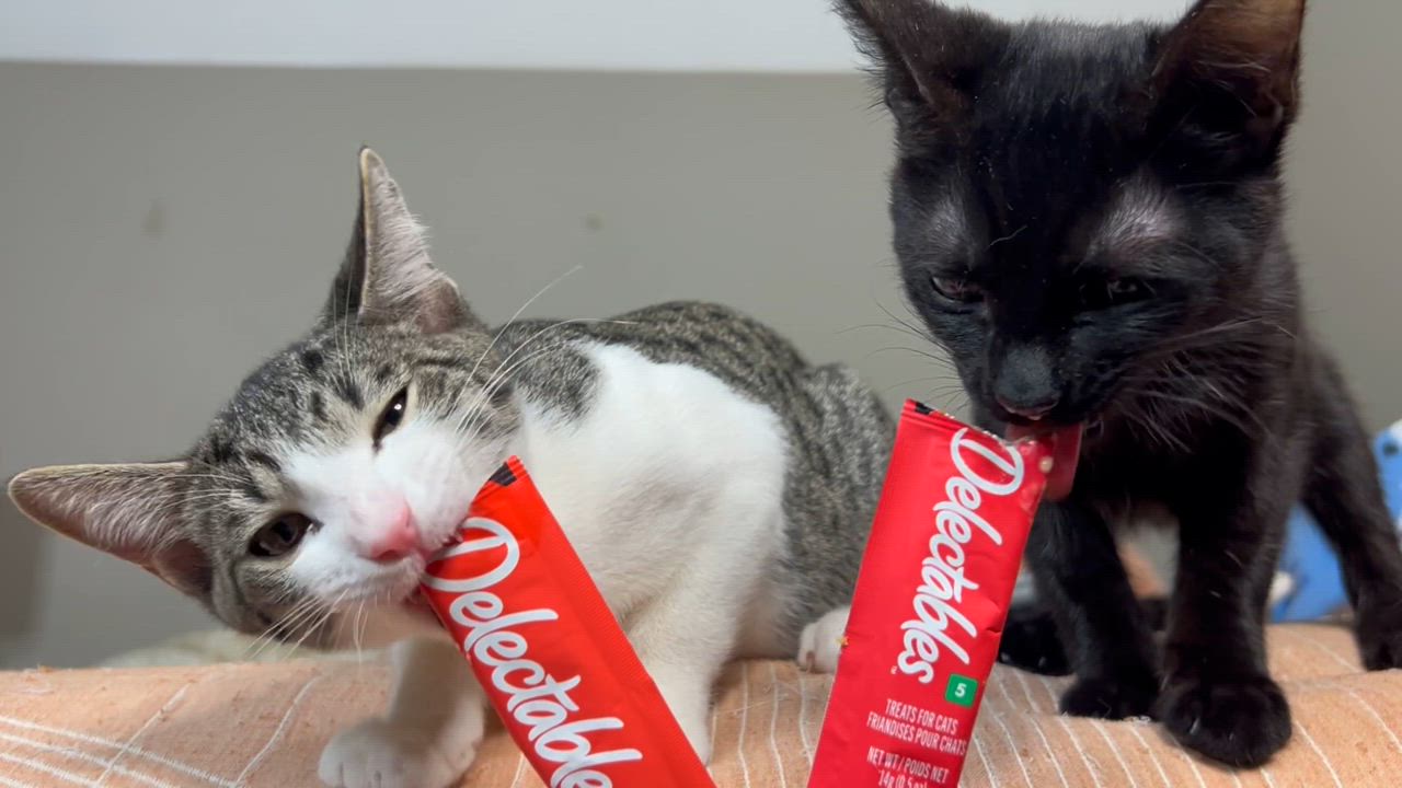 Enlarge Finn, a Adoptable mixed breed in Atlanta, GA video 6/6