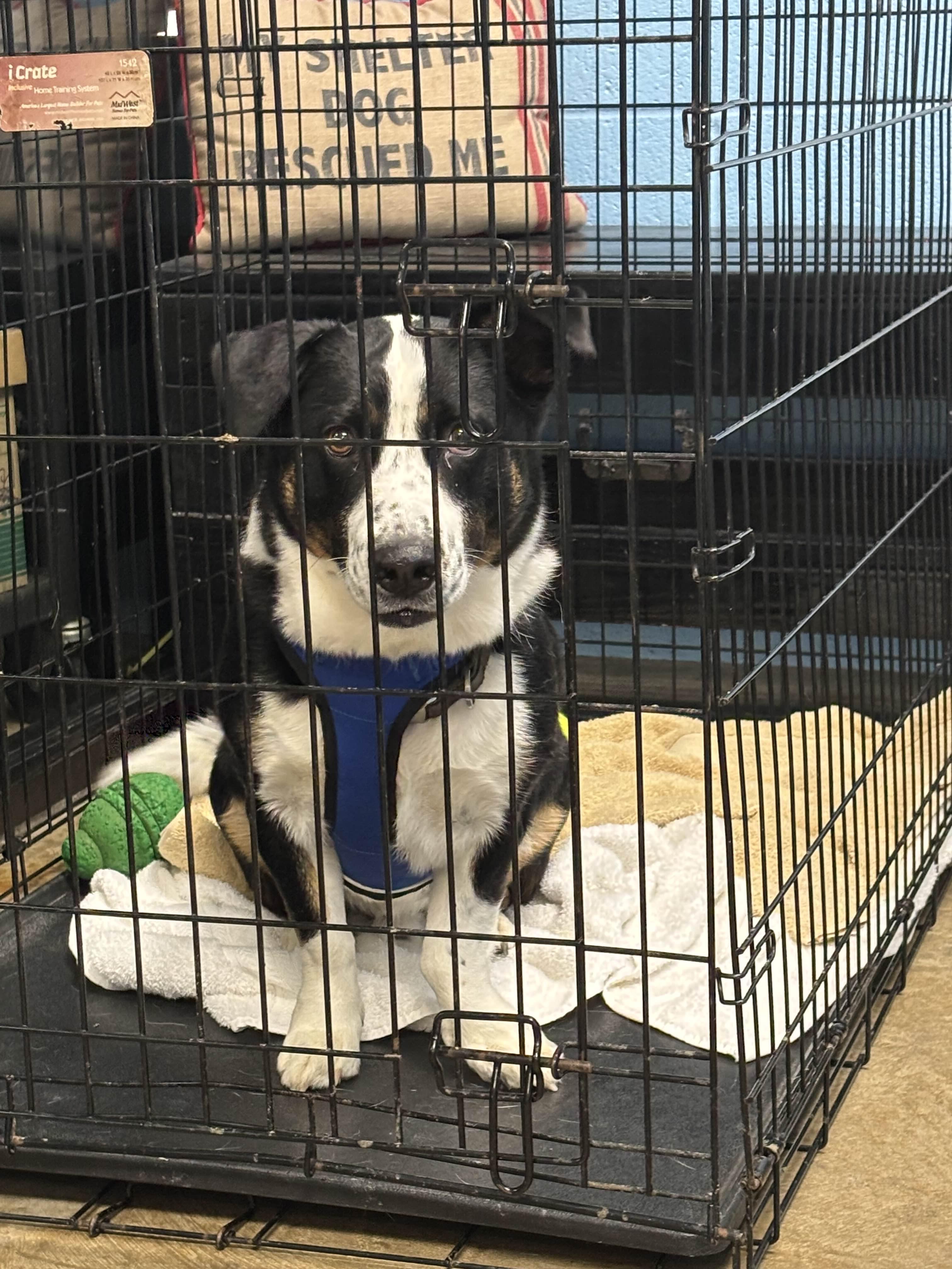 Milo, an adoptable Corgi, Border Collie in Collierville, TN, 38017 | Photo Image 1