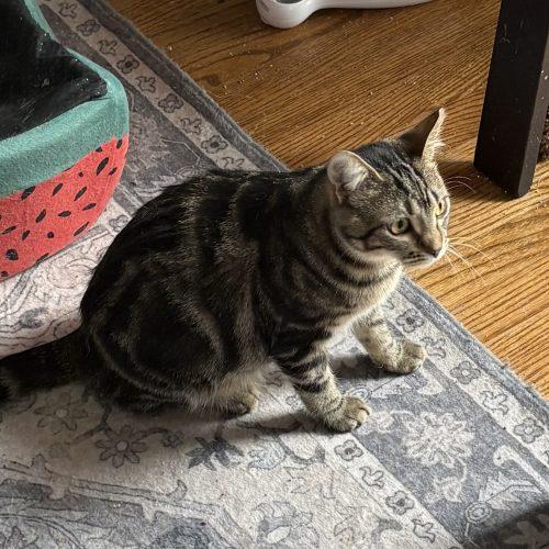 Veta Louise, Adoptable, Young Female Tabby & Domestic Short Hair.