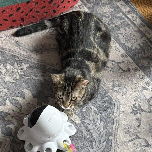 Enlarge Veta Louise, a Adoptable mixed breed in Knoxville, TN image 2/4