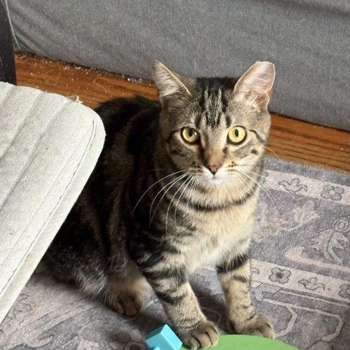 Enlarge Veta Louise, a Adoptable mixed breed in Knoxville, TN image 3/4