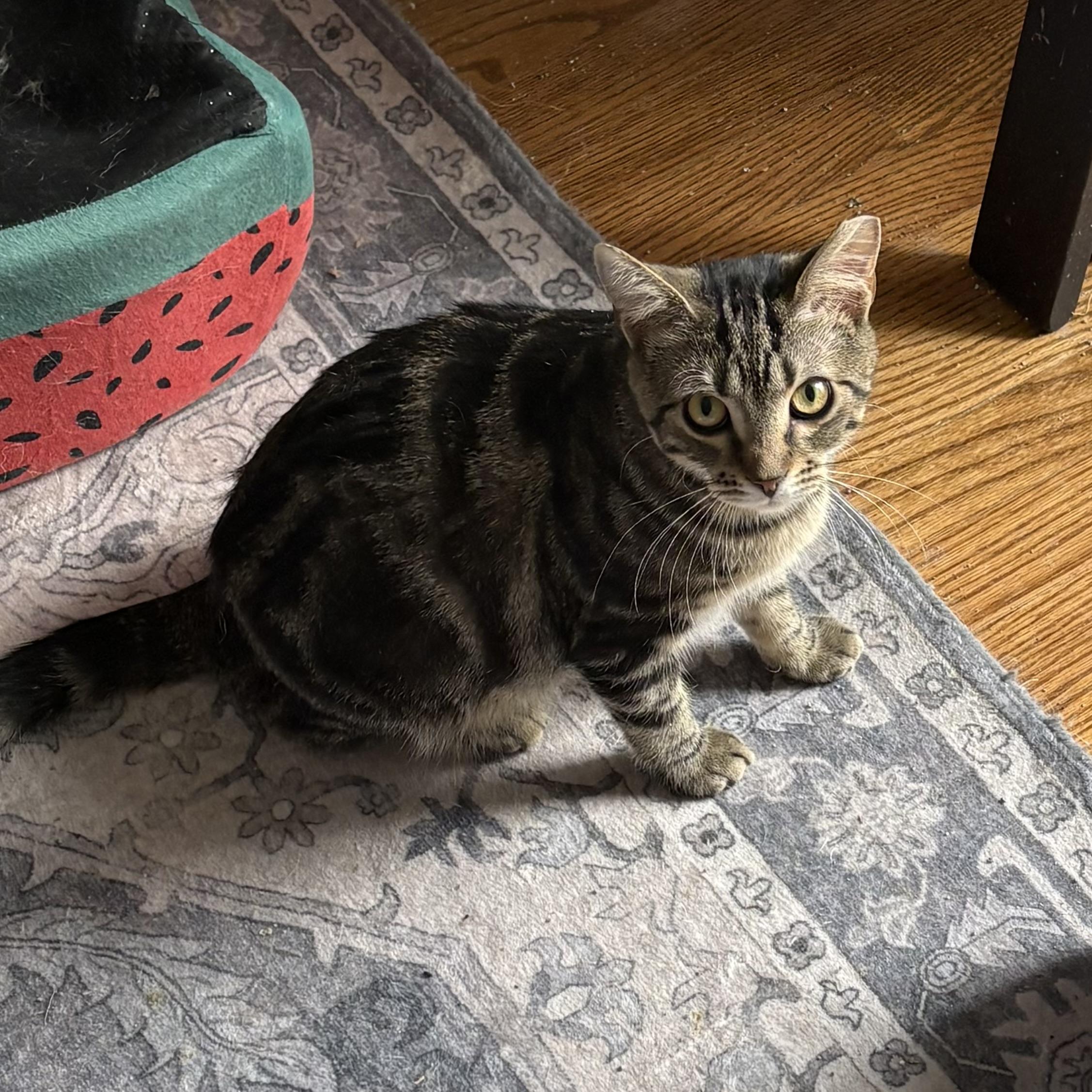 Enlarge Veta Louise, a Adoptable mixed breed in Knoxville, TN image 4/4