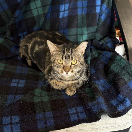 Veta Louise, a Adoptable mixed breed in Knoxville, TN image 5/5