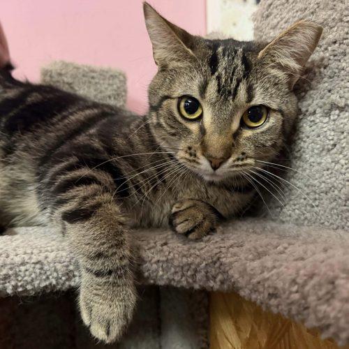 Veta Louise, a Adoptable mixed breed in Knoxville, TN image 6/6