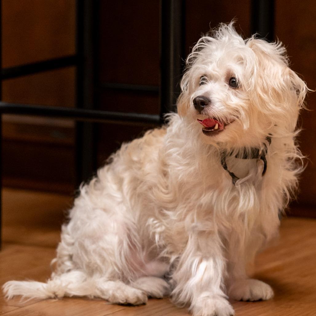 Toa, a Adoptable mixed breed in Pacifica, CA image 2/6