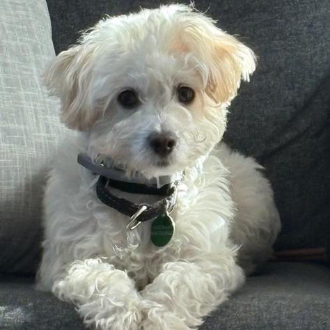 Enlarge Toa, a Adoptable mixed breed in Pacifica, CA image 3/6