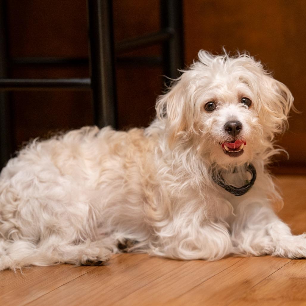 Enlarge Toa, a Adoptable mixed breed in Pacifica, CA image 3/6