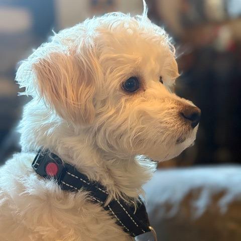 Toa, a Adoptable mixed breed in Pacifica, CA image 4/6