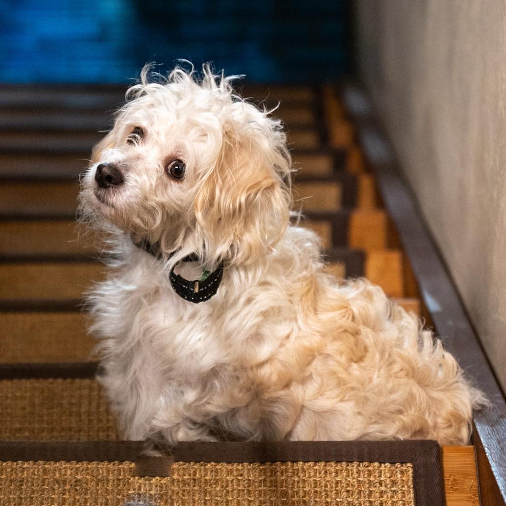 Toa, a Adoptable mixed breed in Pacifica, CA image 6/6