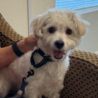 Enlarge Toa, a Adoptable mixed breed in Pacifica, CA image 5/6