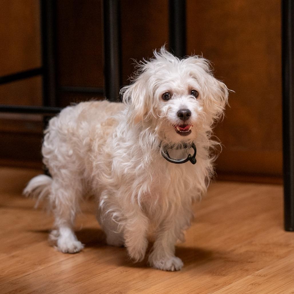 Enlarge Toa, a Adoptable mixed breed in Pacifica, CA image 4/6