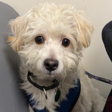 Enlarge Toa, a Adoptable mixed breed in Pacifica, CA image 6/6