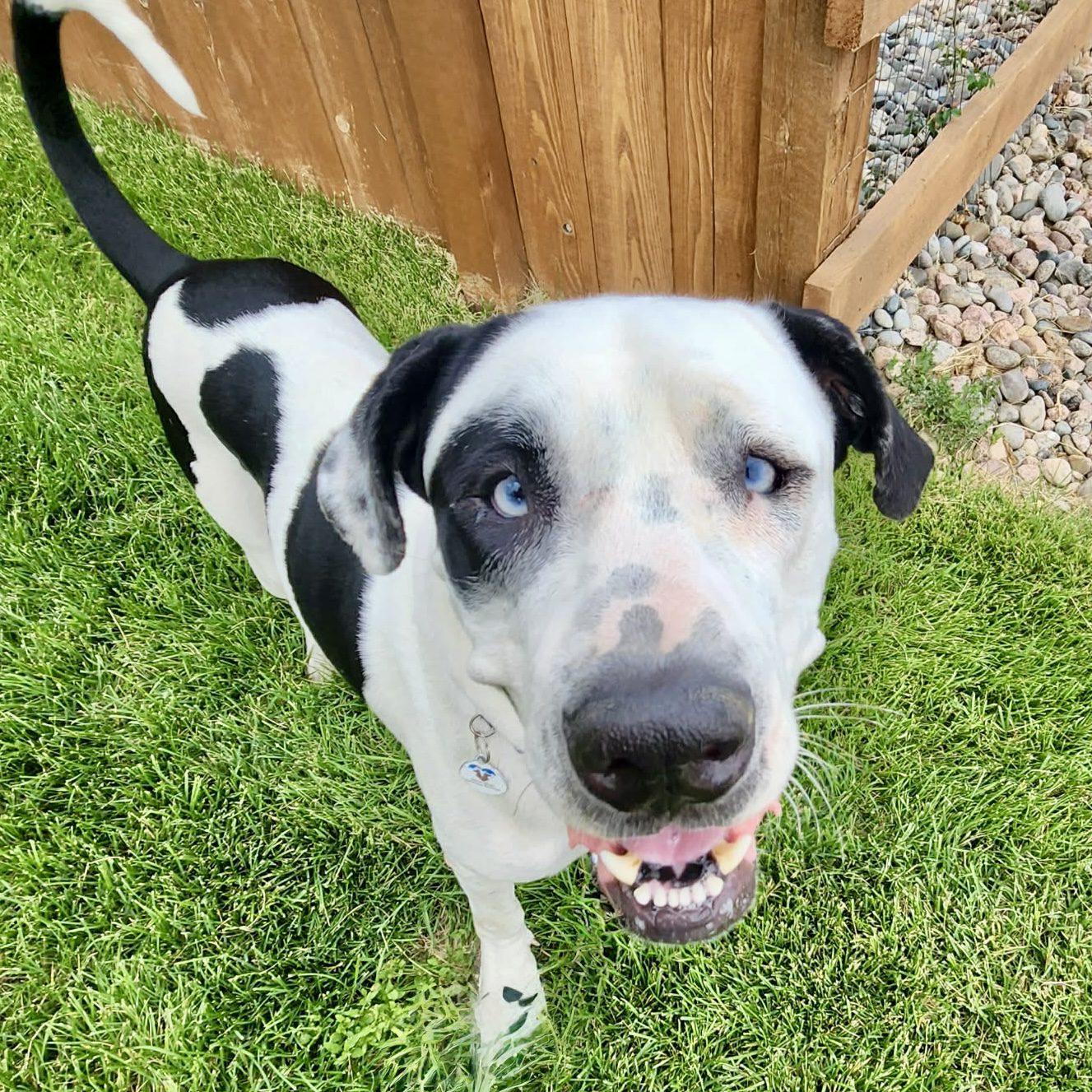 Klondike, a ADOPTABLE mixed breed in Mead, CO image 3/6