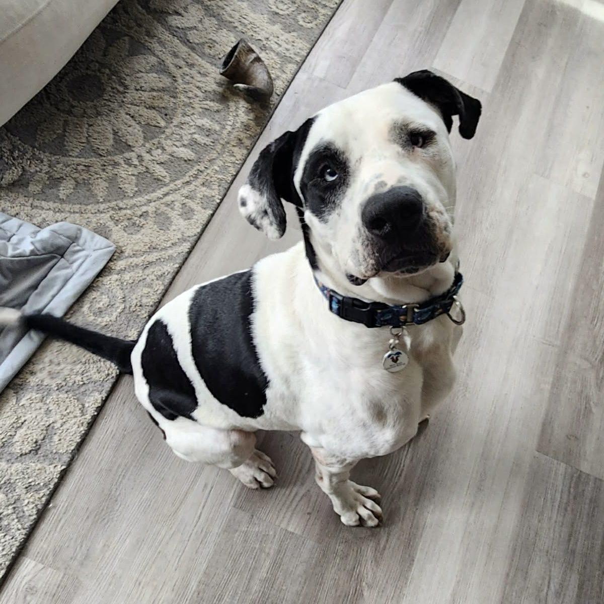Klondike, a ADOPTABLE mixed breed in Mead, CO image 2/6