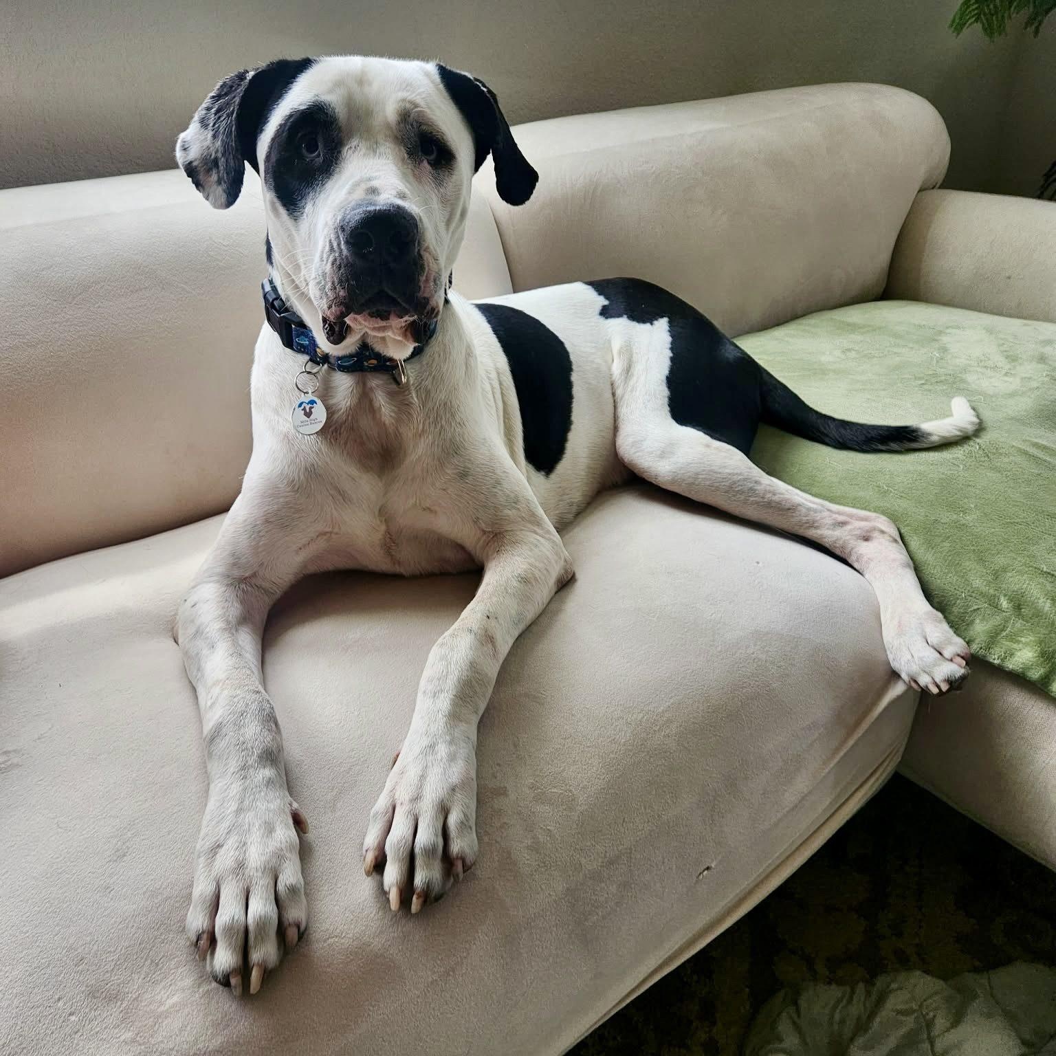 Klondike, a ADOPTABLE mixed breed in Mead, CO image 6/6