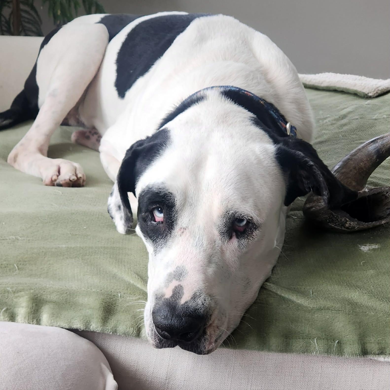 Klondike, a ADOPTABLE mixed breed in Mead, CO image 4/6