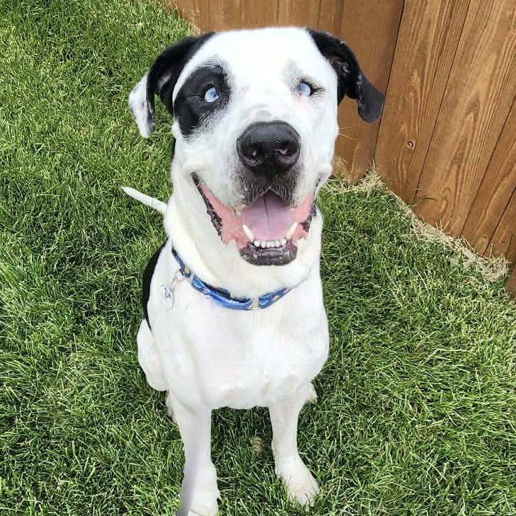 Klondike, ADOPTABLE, Adult Male Great Dane.