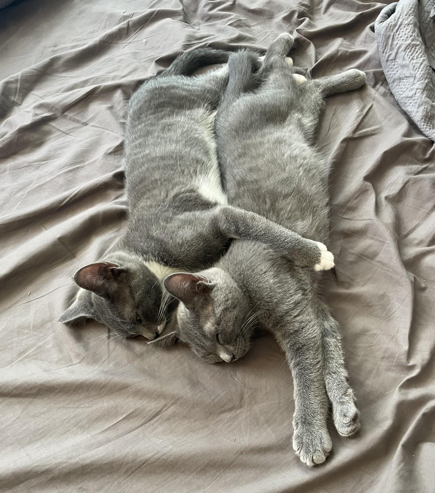 Enlarge Azure, an adopted Domestic Short Hair in Puyallup, WA image 5/5