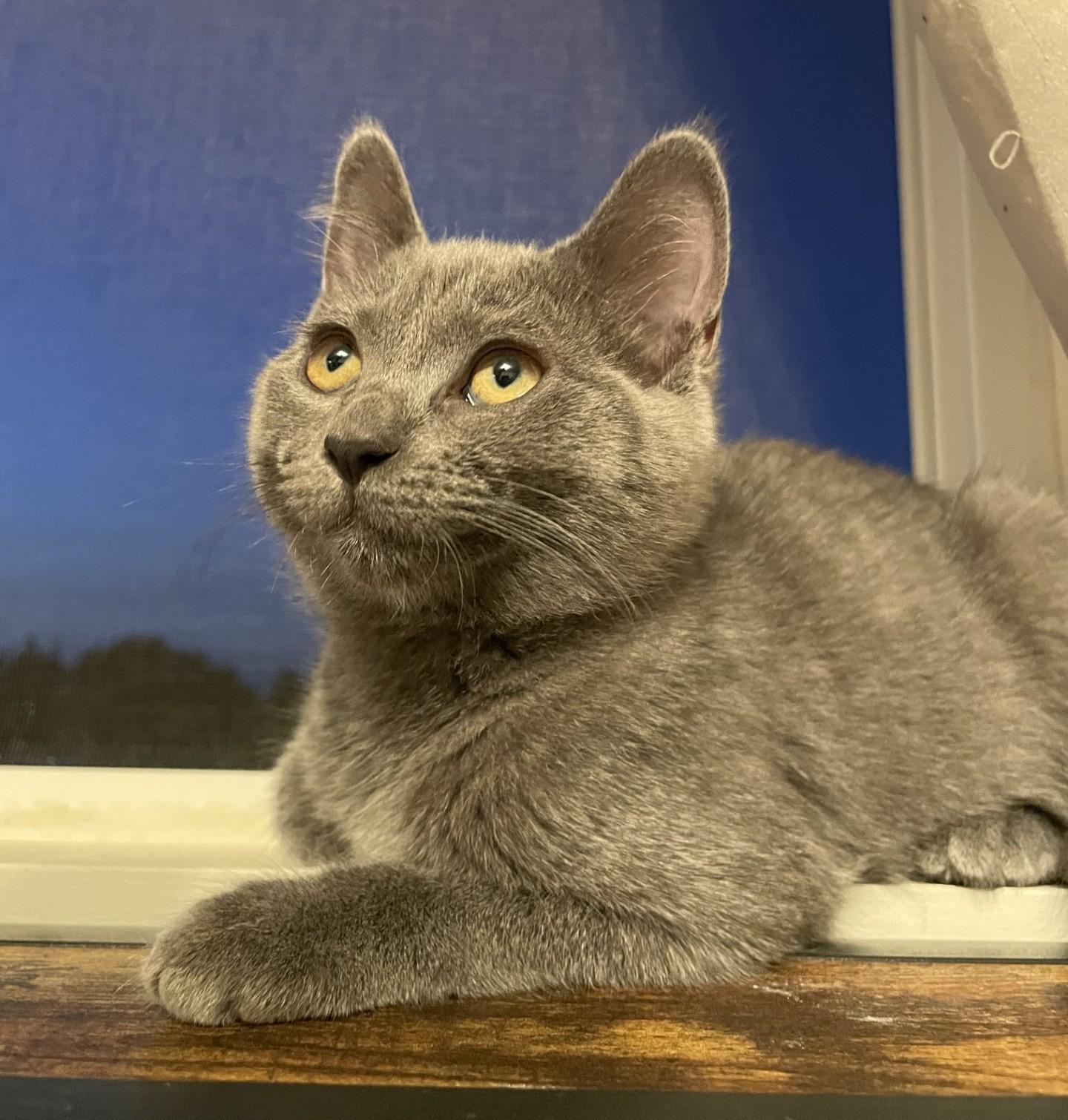 Azure, adopted, Kitten Female Domestic Short Hair.