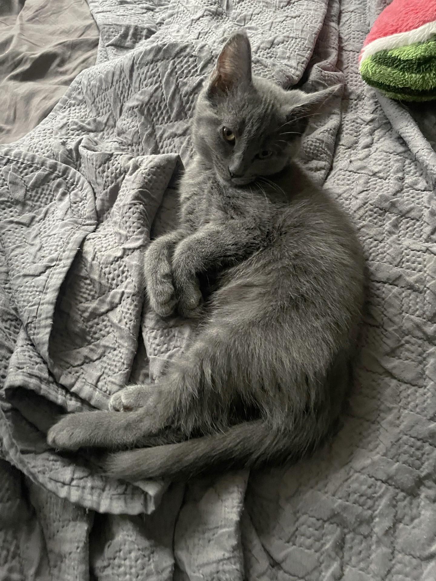 Enlarge Azure, an adopted Domestic Short Hair in Puyallup, WA image 2/5