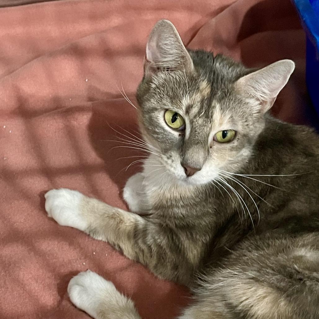 Ellie, Adoptable, Young Female Domestic Short Hair.