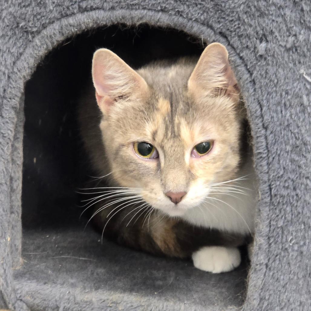 Ellie, a Adoptable Domestic Short Hair in Fairmont, WV image 2/2