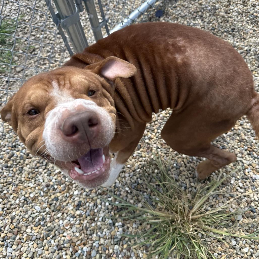 Rollie, a ADOPTABLE mixed breed in Clinton, IL image 4/4