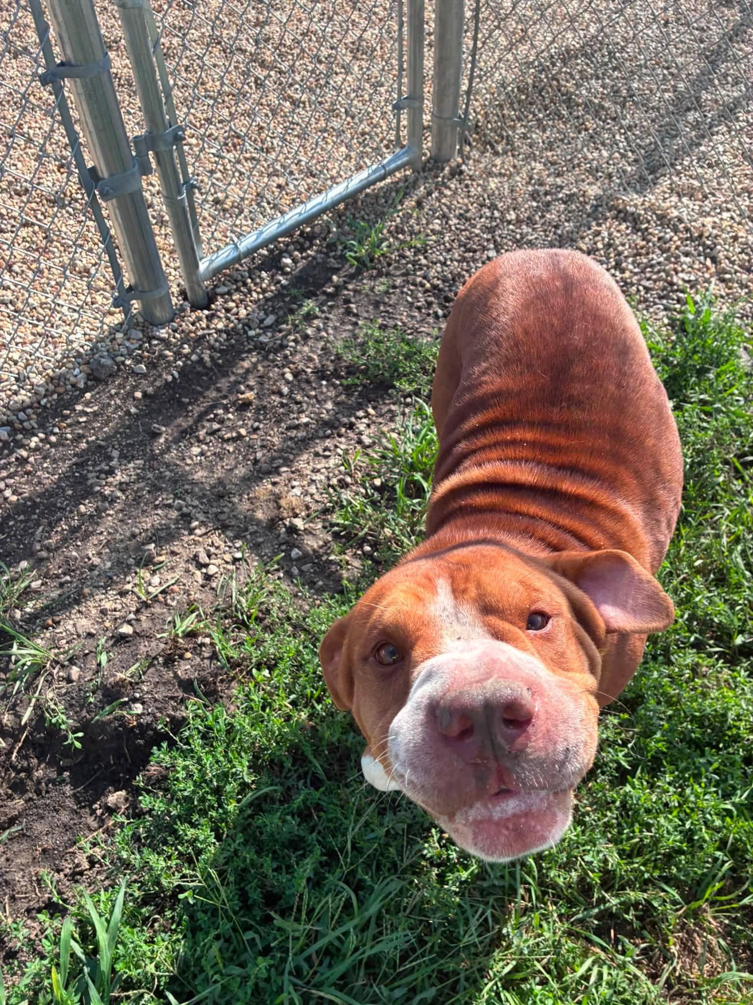 Rollie, ADOPTABLE, Adult Female Shar-Pei.