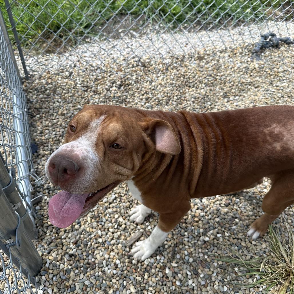 Rollie, a ADOPTABLE mixed breed in Clinton, IL image 2/4