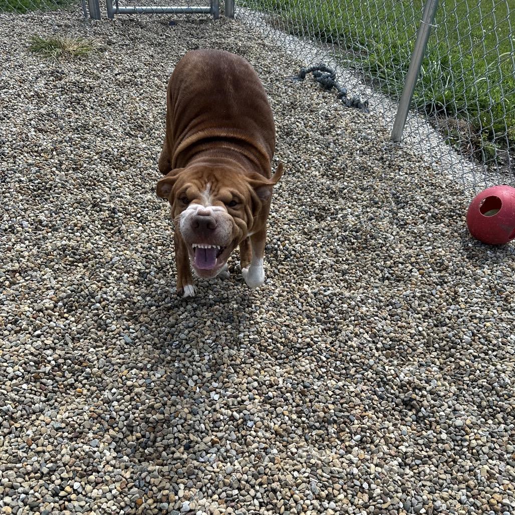 Rollie, a ADOPTABLE mixed breed in Clinton, IL image 3/4