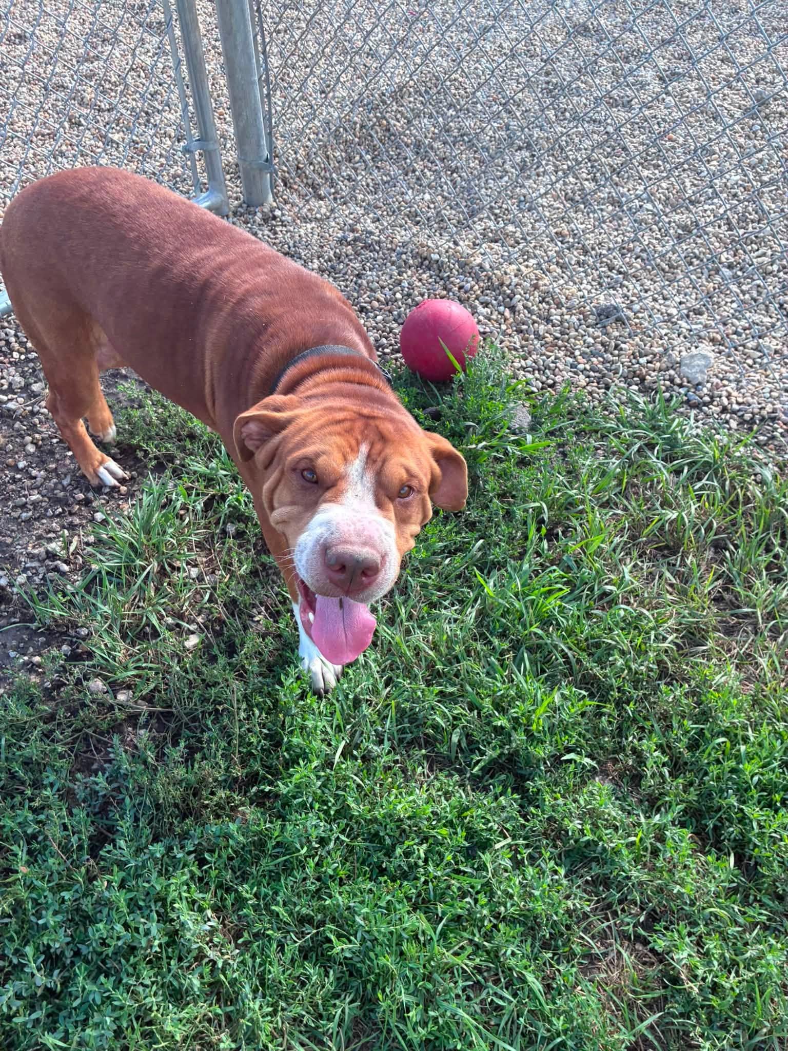Rollie, a ADOPTABLE mixed breed in Clinton, IL image 2/5