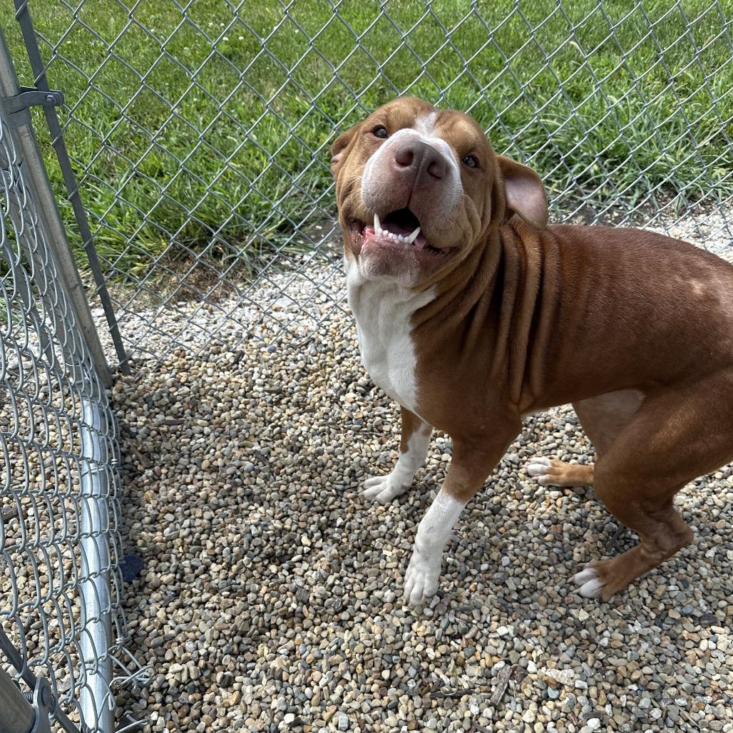 Rollie, ADOPTABLE, Adult Female Shar-Pei.