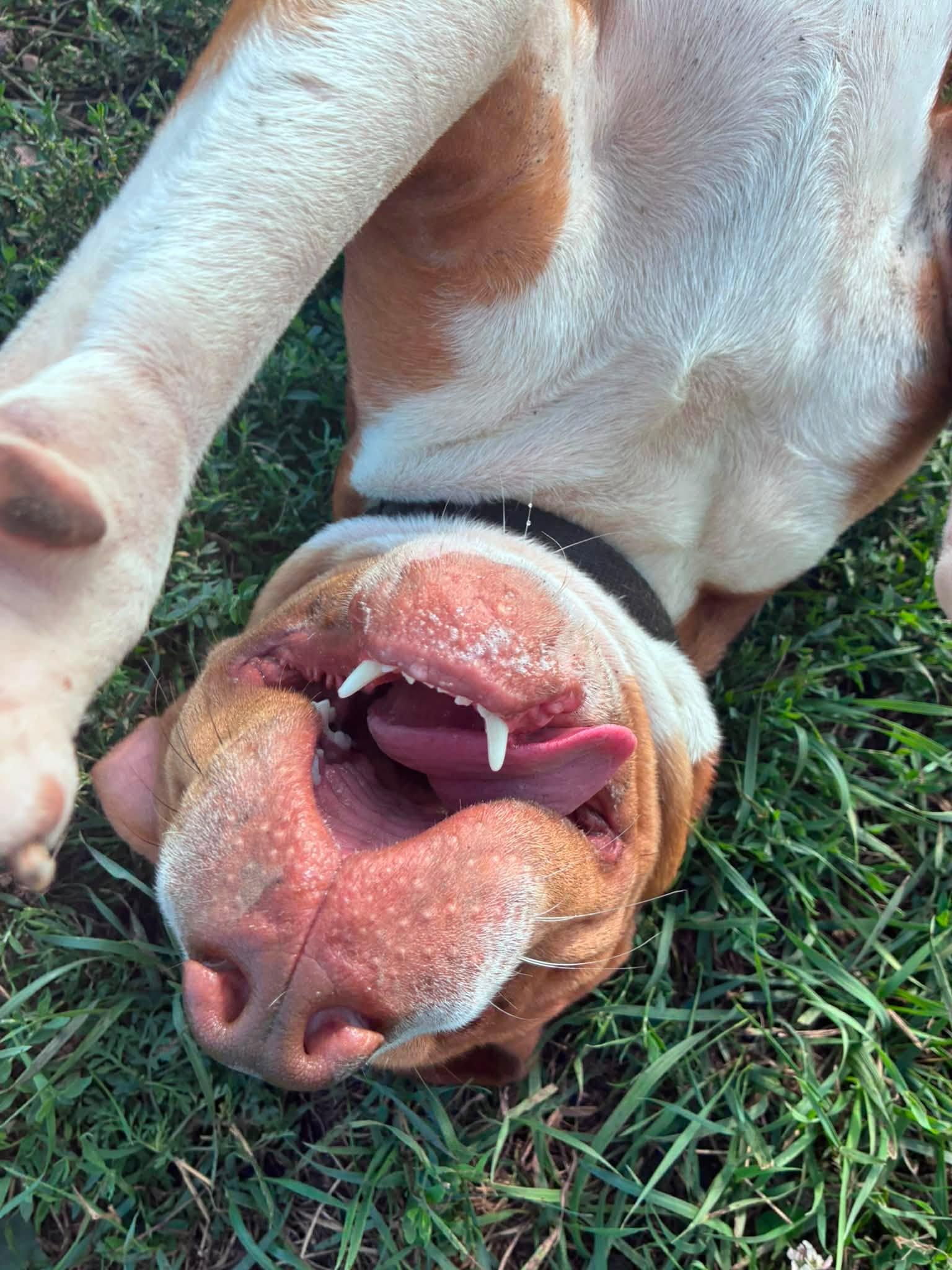 Rollie, a ADOPTABLE mixed breed in Clinton, IL image 3/5