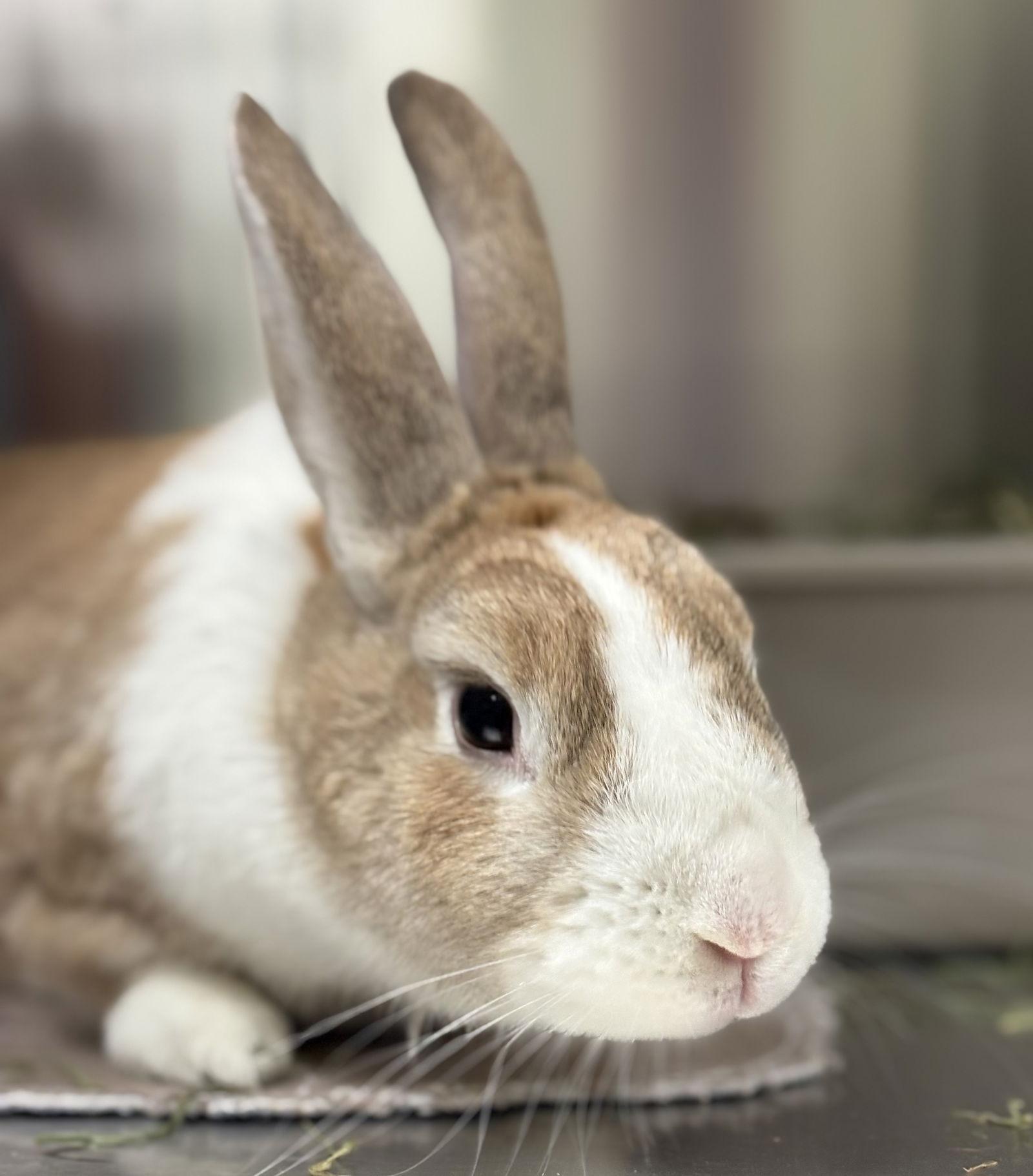 Neville, Adoptable, Young Male American.