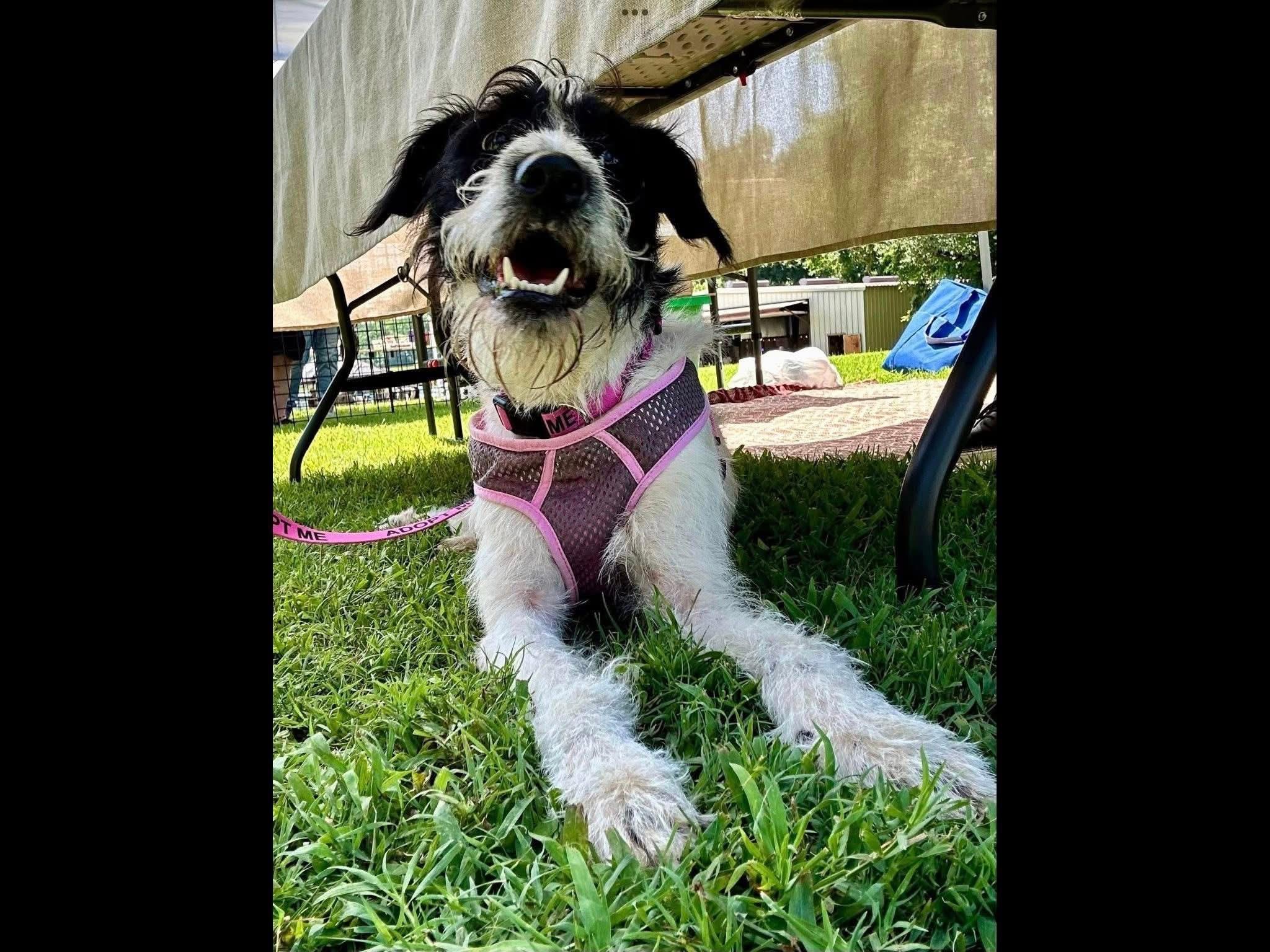 Millie, Adopted, Young Female Miniature Schnauzer & Bernadoodle.