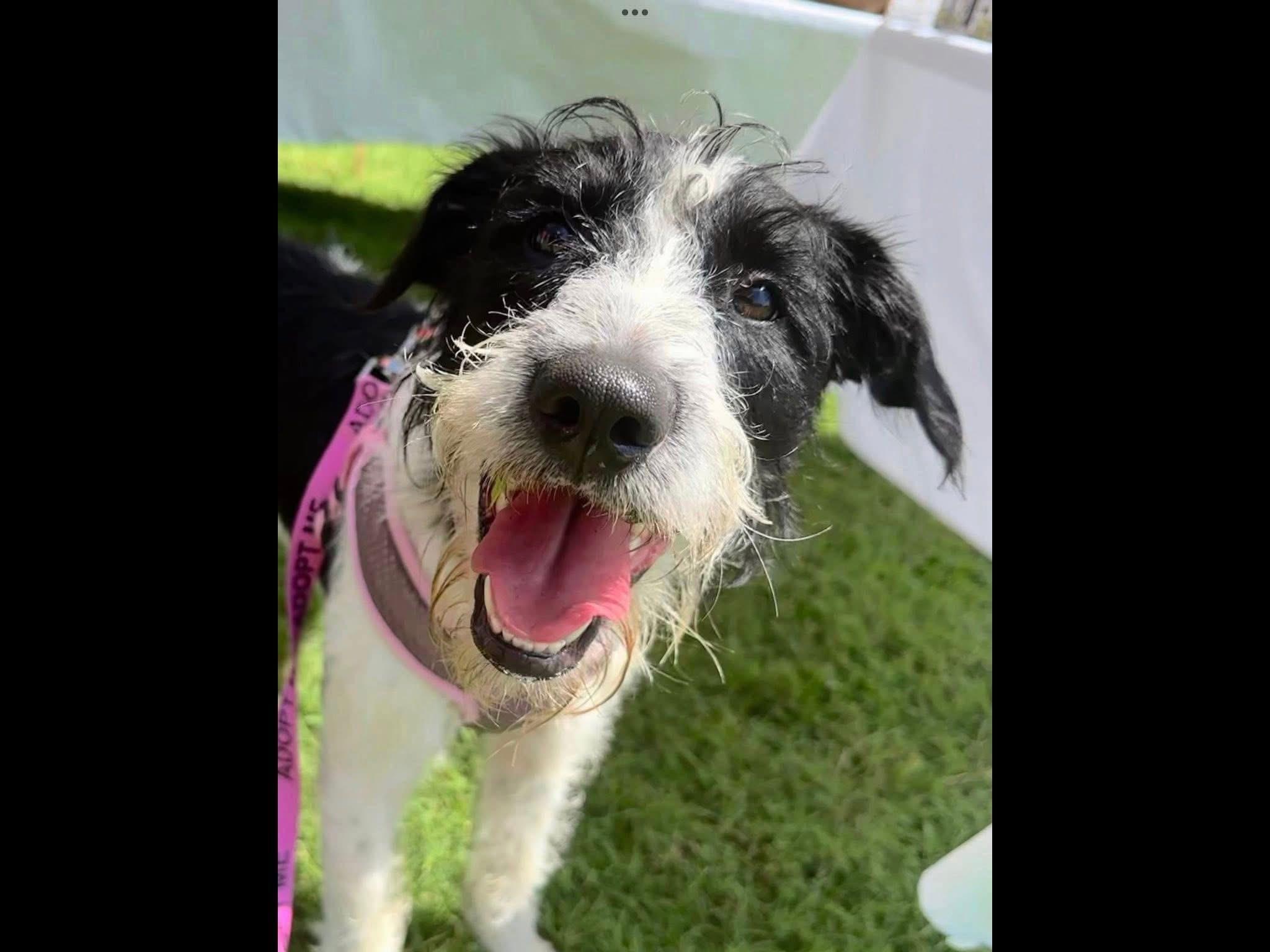 Millie, a Adopted mixed breed in Covington, TN image 2/5