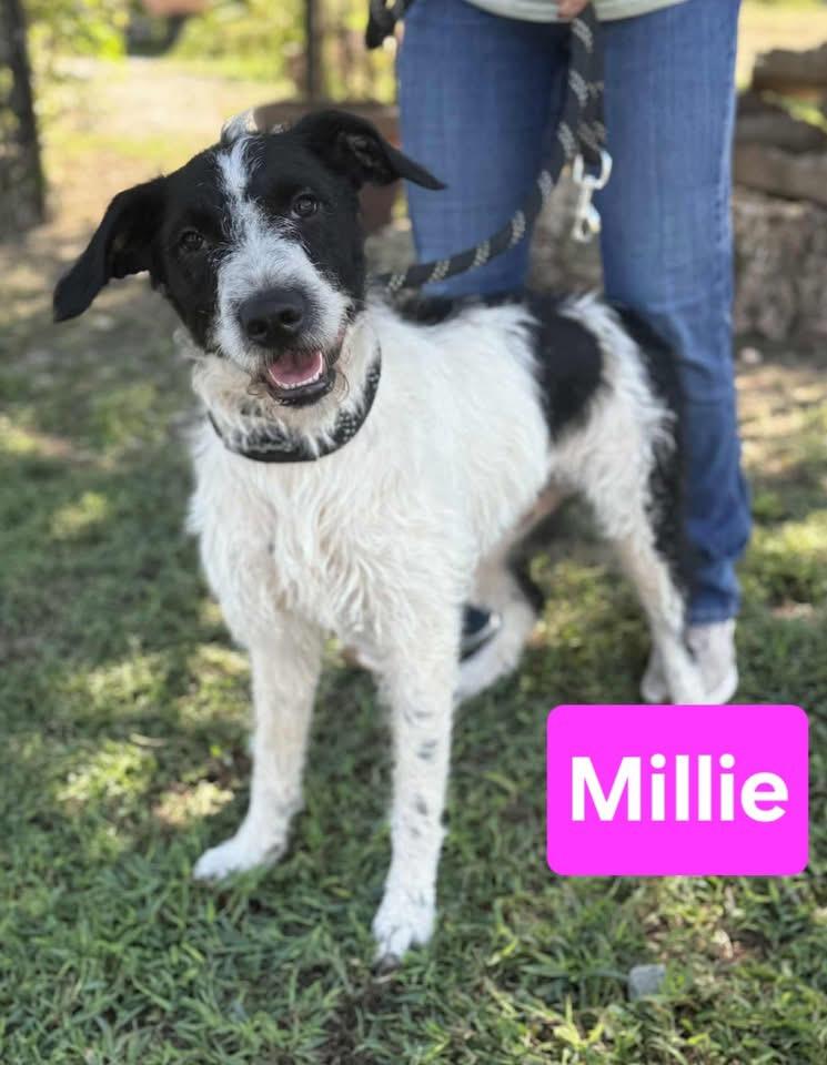 Millie, a Adopted mixed breed in Covington, TN image 3/5