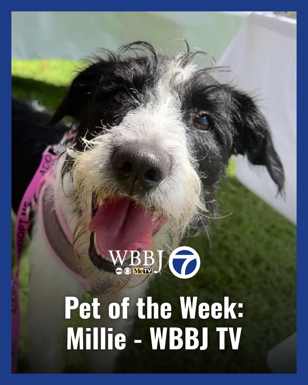Millie, a Adopted mixed breed in Covington, TN image 4/5