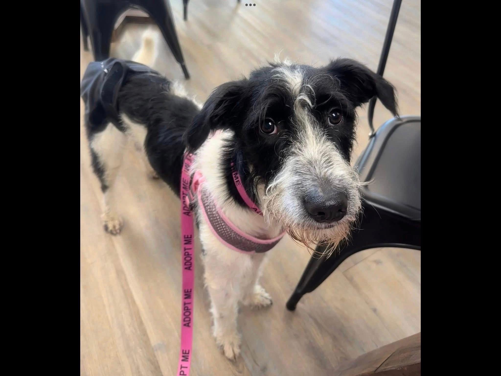 Millie, a Adopted mixed breed in Covington, TN image 5/5