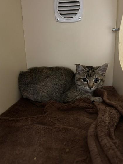 Enlarge Bobbie, a Adoptable mixed breed in Hamilton, MT image 4/4