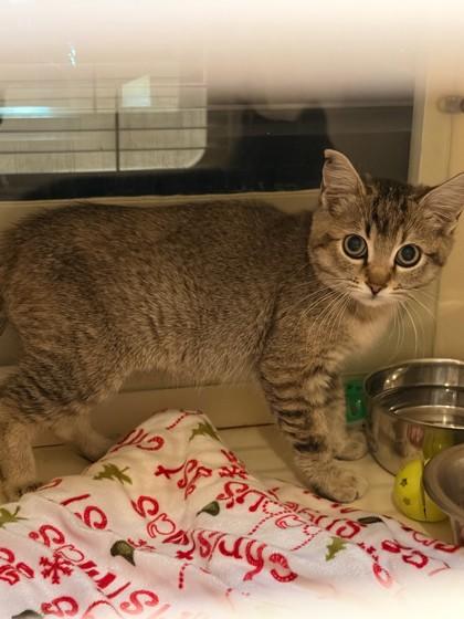 Enlarge Bobbie, a Adoptable mixed breed in Hamilton, MT image 2/4