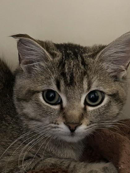 Enlarge Bobbie, a Adoptable mixed breed in Hamilton, MT image 1/4
