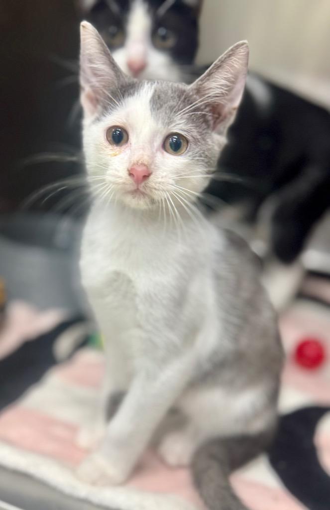 Danny, Adoptable, Kitten Male Domestic Short Hair.