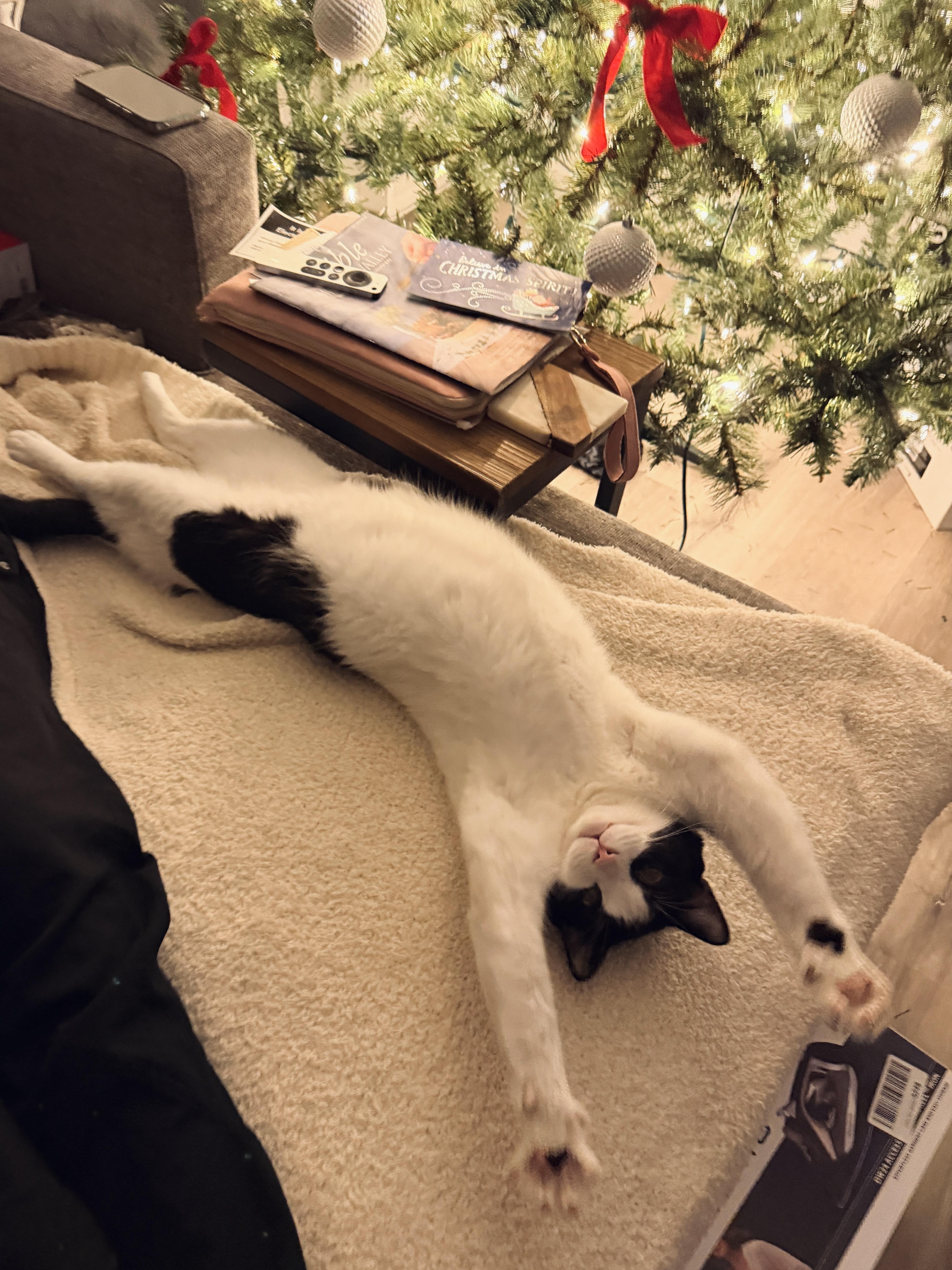 Kung Fu Panda — big, plump, funny, and very talkative, Adoptable, Young Male Domestic Short Hair.