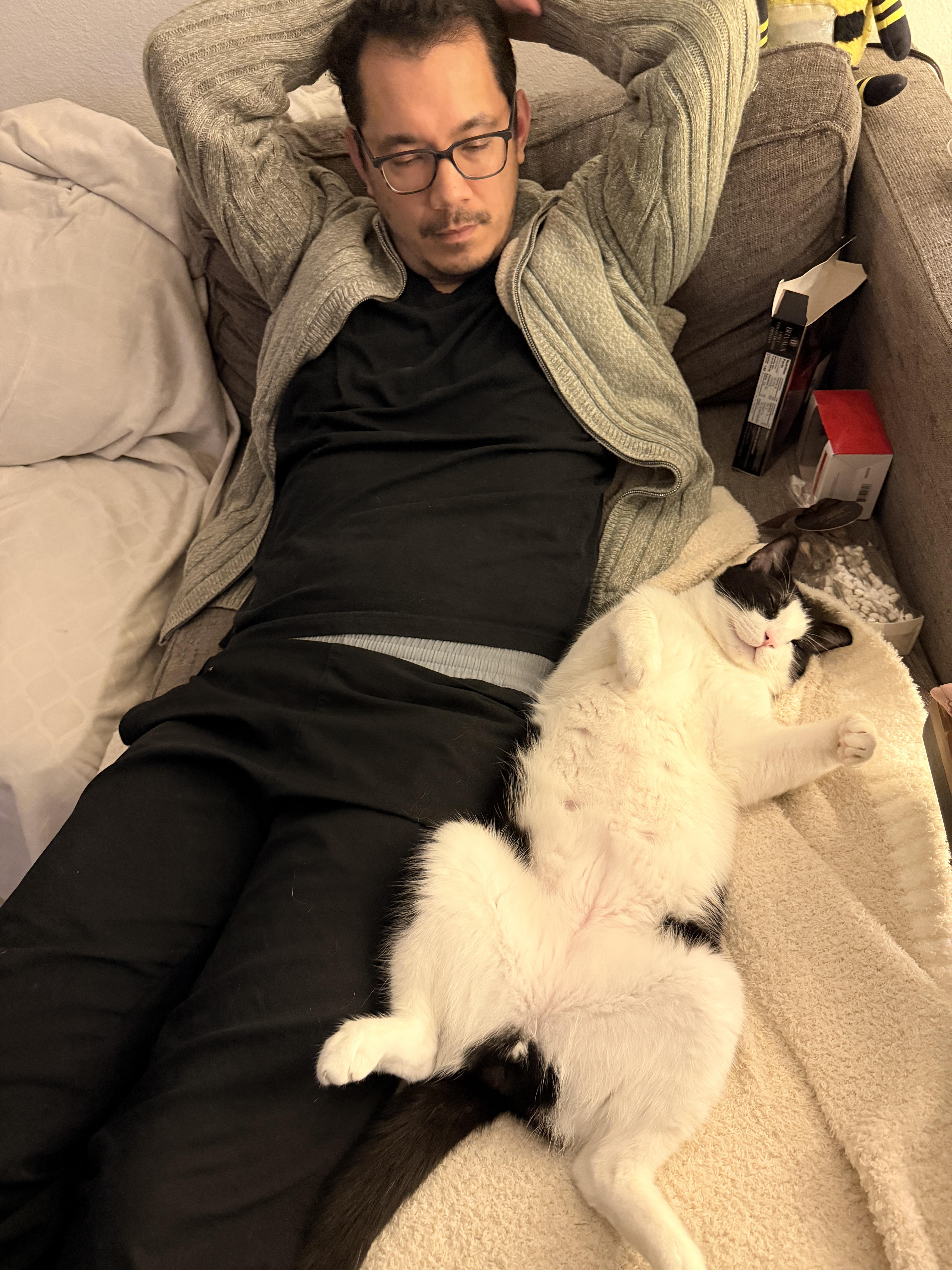 Enlarge Kung Fu Panda — big, plump, funny, and very talkative, a Adoptable Domestic Short Hair in San Francisco, CA image 5/6