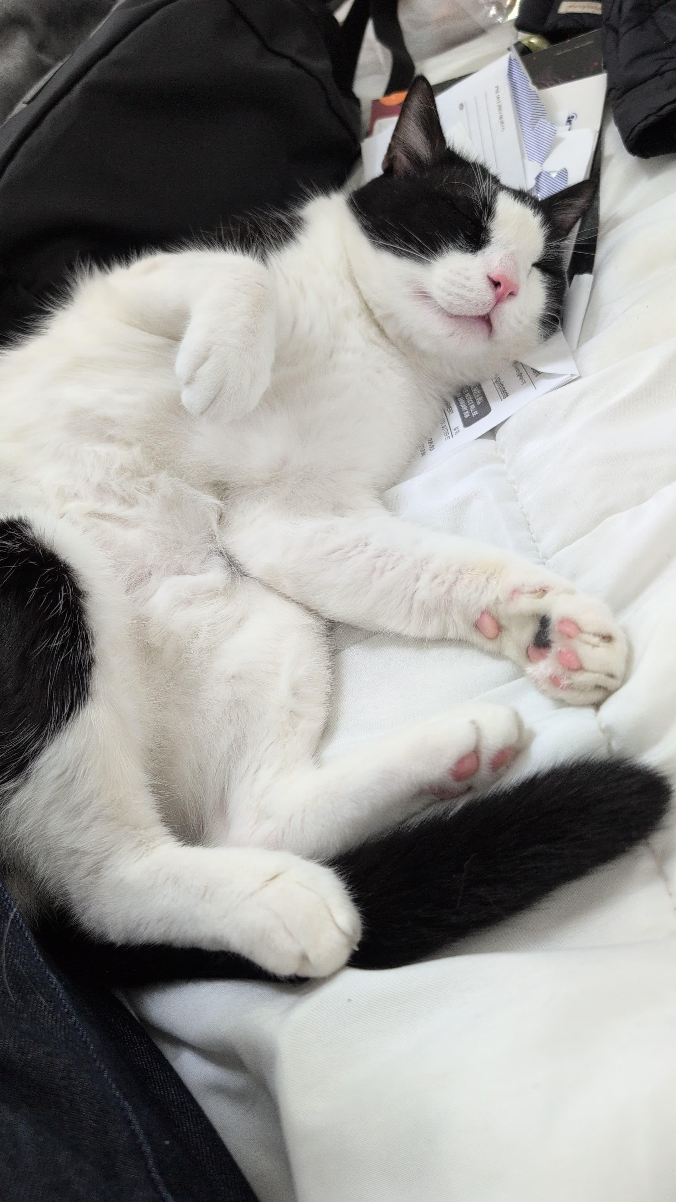 Kung Fu Panda — big, plump, funny, and very talkative, Adoptable, Young Male Domestic Short Hair.