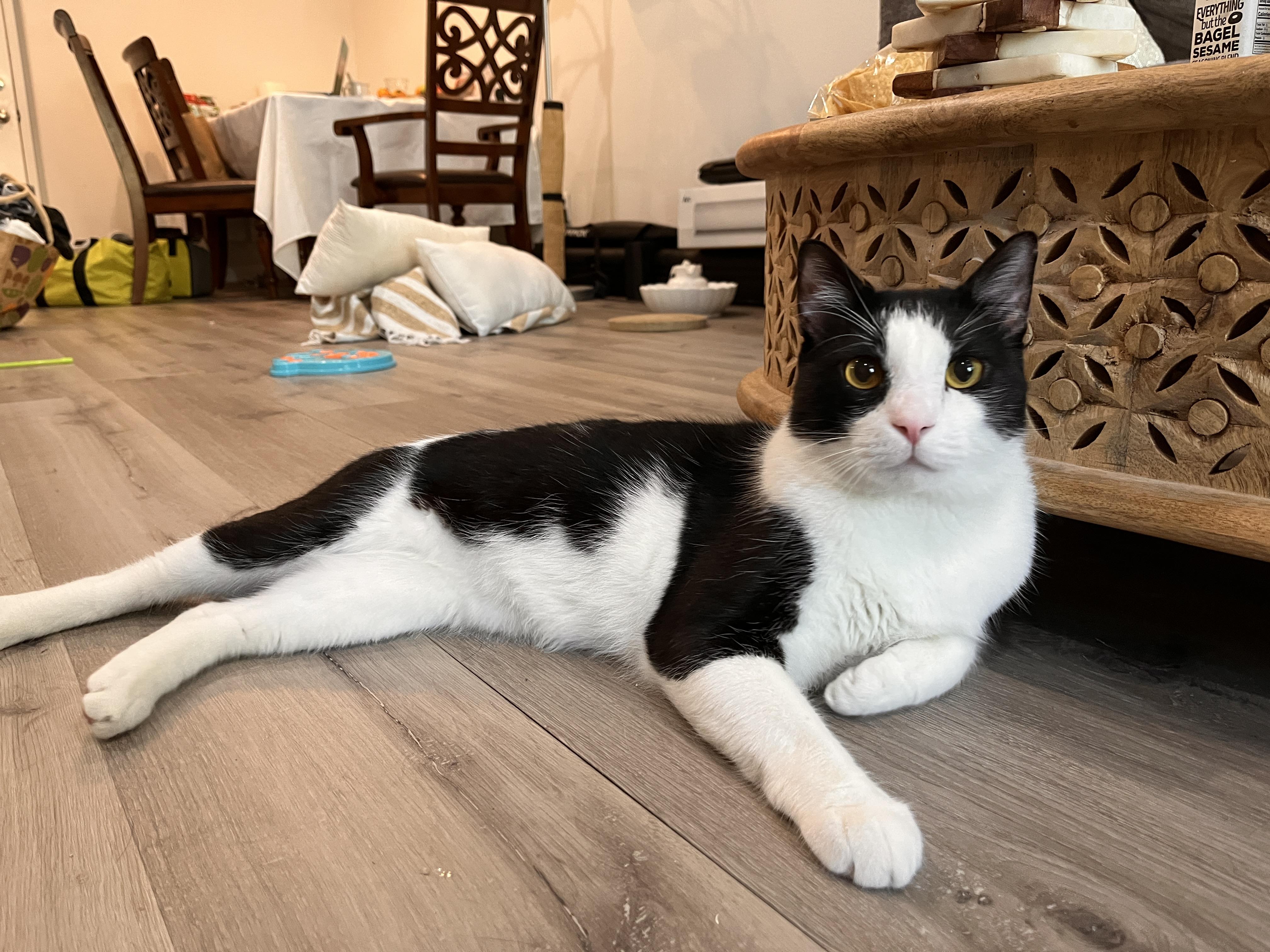 Kung Fu Panda — big, plump, funny, and very talkative, a Adoptable Domestic Short Hair in San Francisco, CA image 4/6