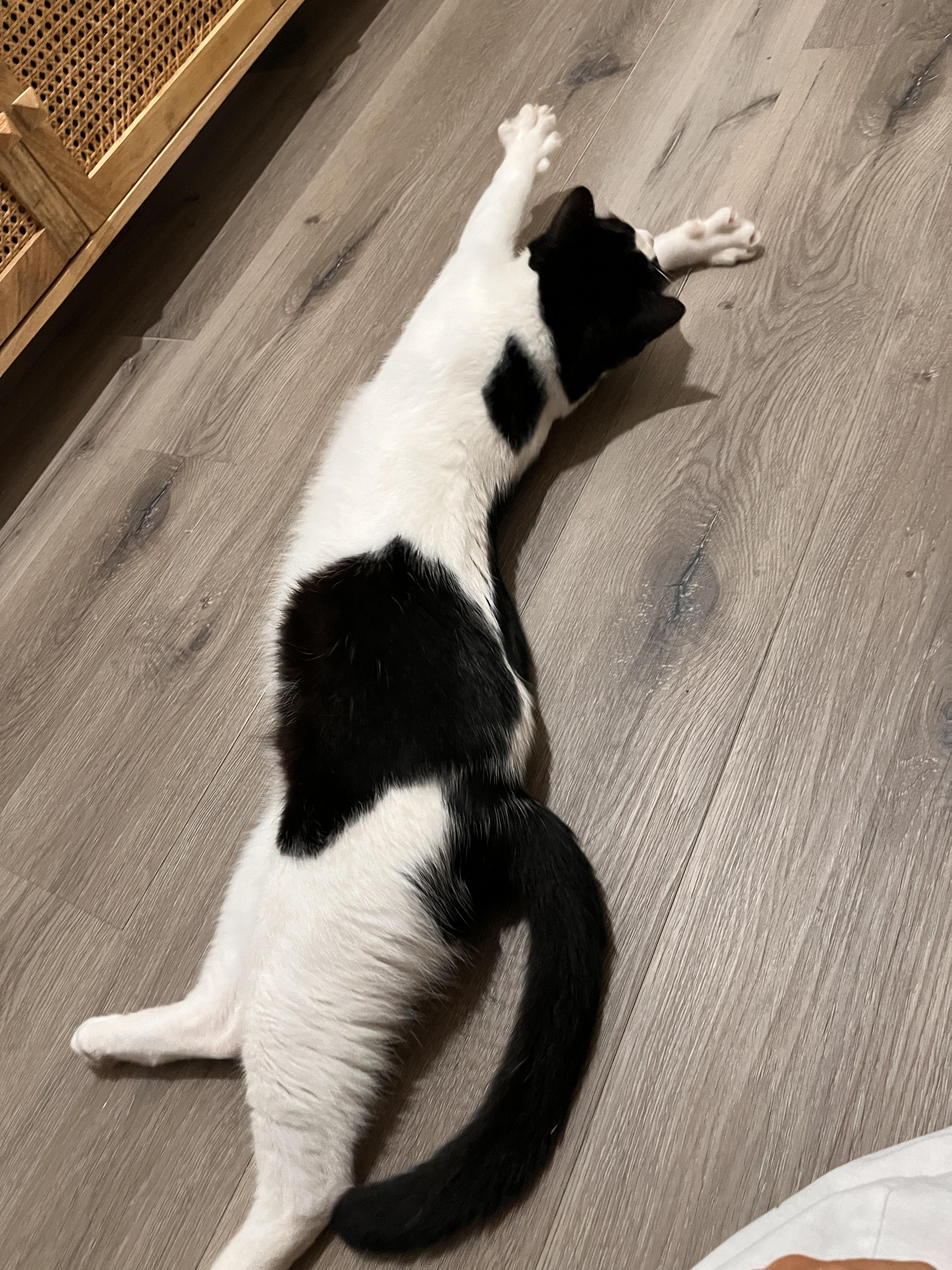 Kung Fu Panda — big, plump, funny, and very talkative, a Adoptable Domestic Short Hair in San Francisco, CA image 6/6